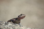 IMG_8498