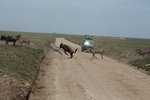 Zebra has good eyesight IMG_8587