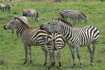Head rest IMG_8607