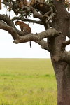 Leopard back to the tree IMG_8686