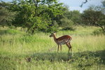 Female impala IMG_8739