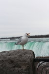2019_04_03_3261