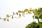 heart leaves
