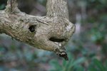 like an animal head