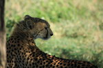 cheetah4