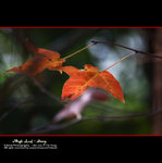 IMG_9046