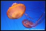 IMG_1397_1