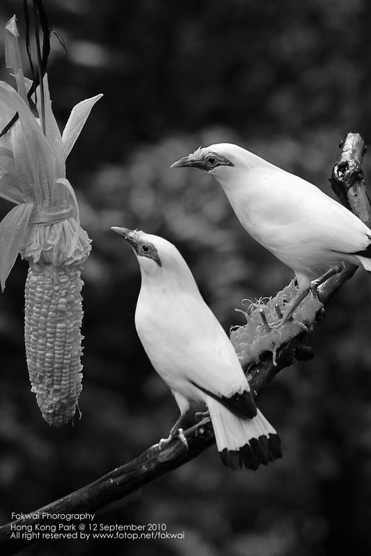 雀鳥生態 - 12 September 2010