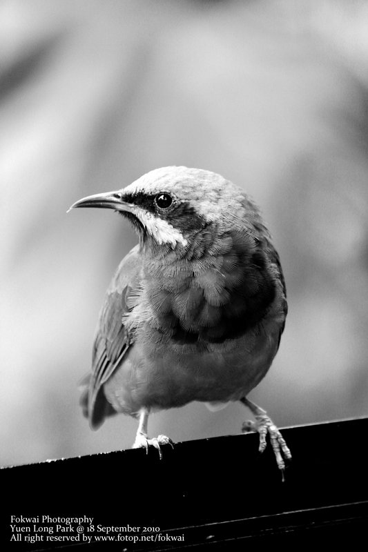 百鳥生態 - 18 September 2010