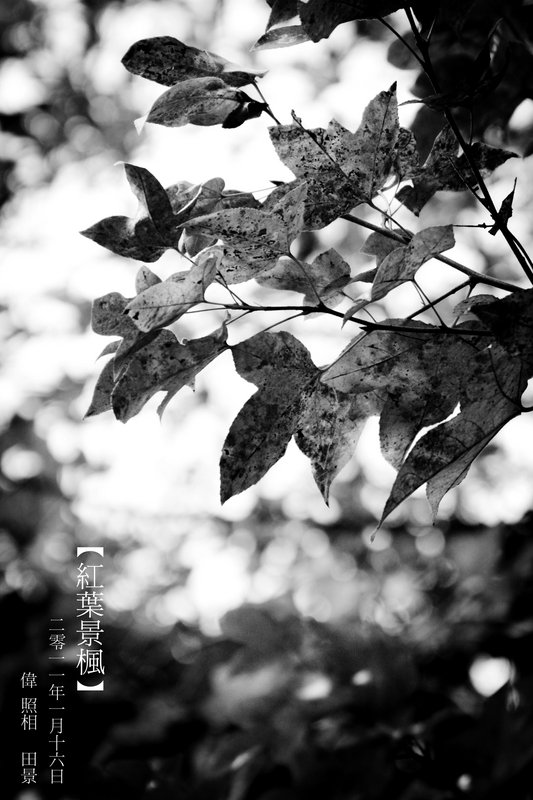 紅葉景楓 - 16 January 2011