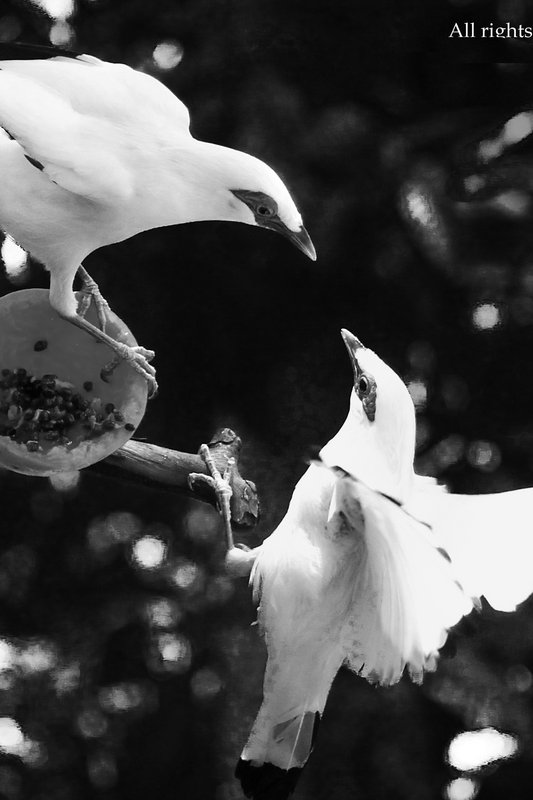 雀鳥生態 - 6 August 2011