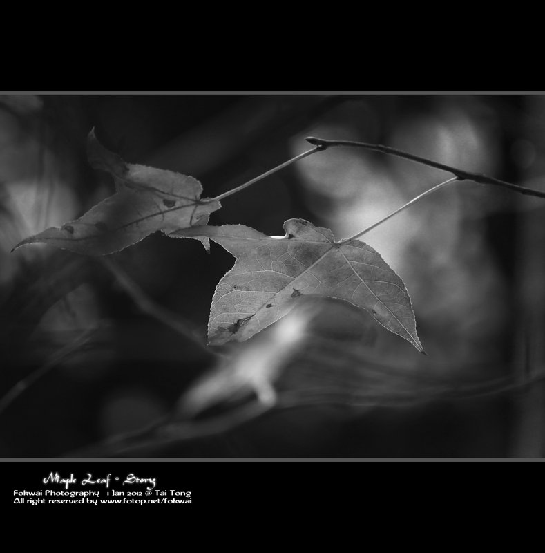 「楓。秋話」 - 1 January 2012