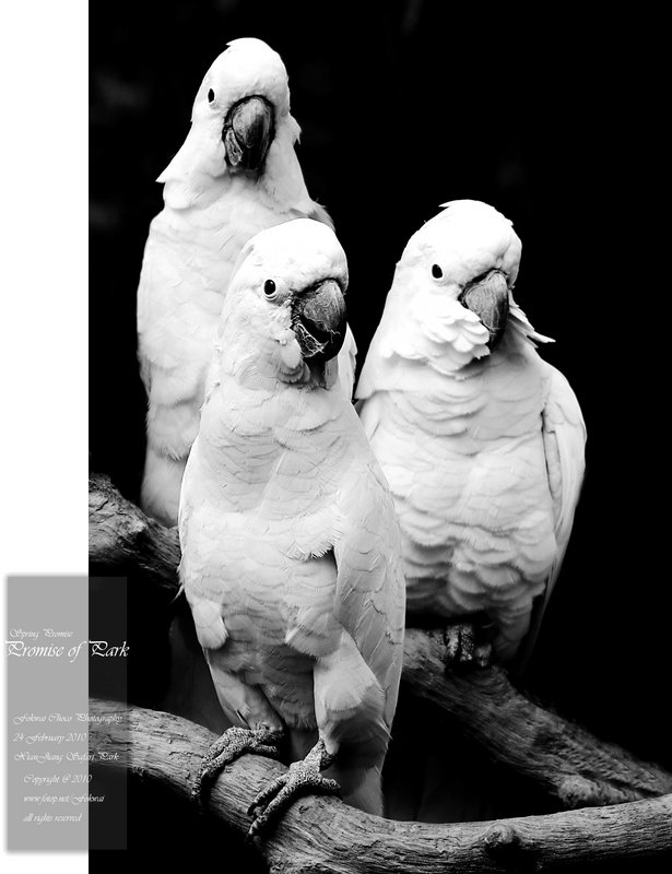 「 園‧約章 」- 25 February 2010
