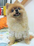 Dog Dress 16.5