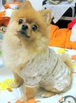 Dog Dress 16.6