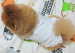Dog Dress 17.3