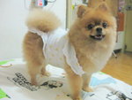 Dog Dress 17.4