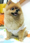 Dog Dress 17.5