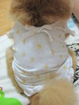 Dog Dress 17.6
