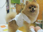Dog Dress 17.7