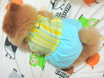 Dog Dress 18.3