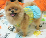 Dog Dress 18.4