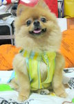 Dog Dress 18.5