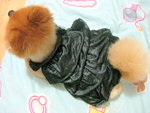 Dog Dress 19.3