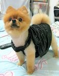 Dog Dress 19.4