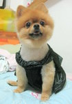 Dog Dress 19.5