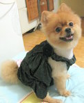 Dog Dress 19.7