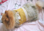 Dog Dress 20.3