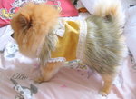 Dog Dress 20.4