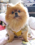 Dog Dress 20.5