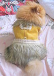 Dog Dress 20.6