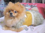 Dog Dress 20.7
