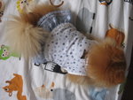 Dog Dress 2.2
