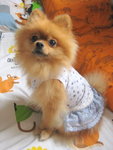 Dog Dress 2.3
