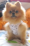 Dog Dress 2.4