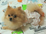 Dog Dress 7.3