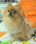Dog Dress 7.4
