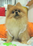 Dog Dress 7.5