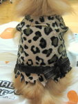Dog Dress 8.4