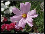 IMG_4200
