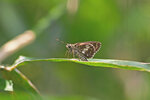 IMG_0914-1