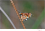 IMG_2078-1