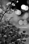 Flower2