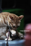 catcat