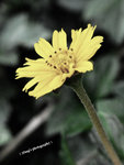 flower1