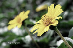 flower3